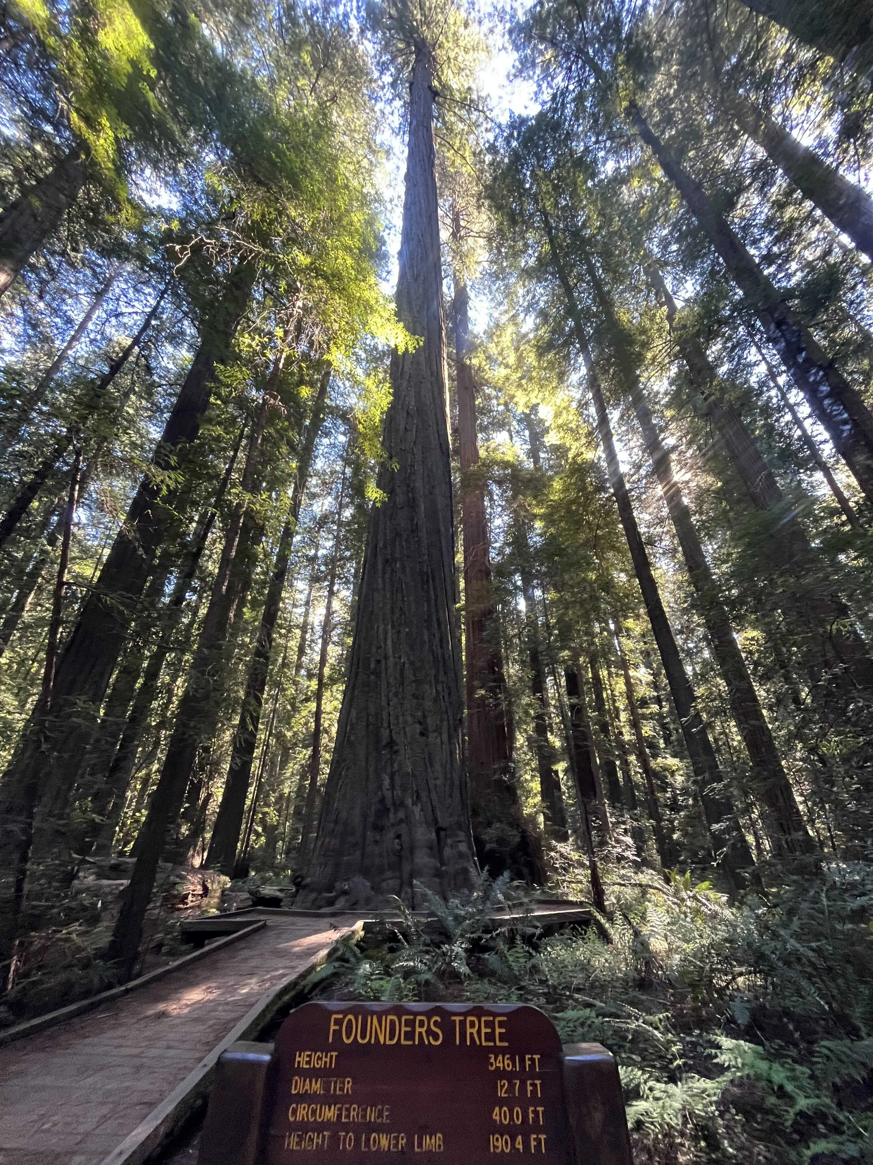 Redwood
