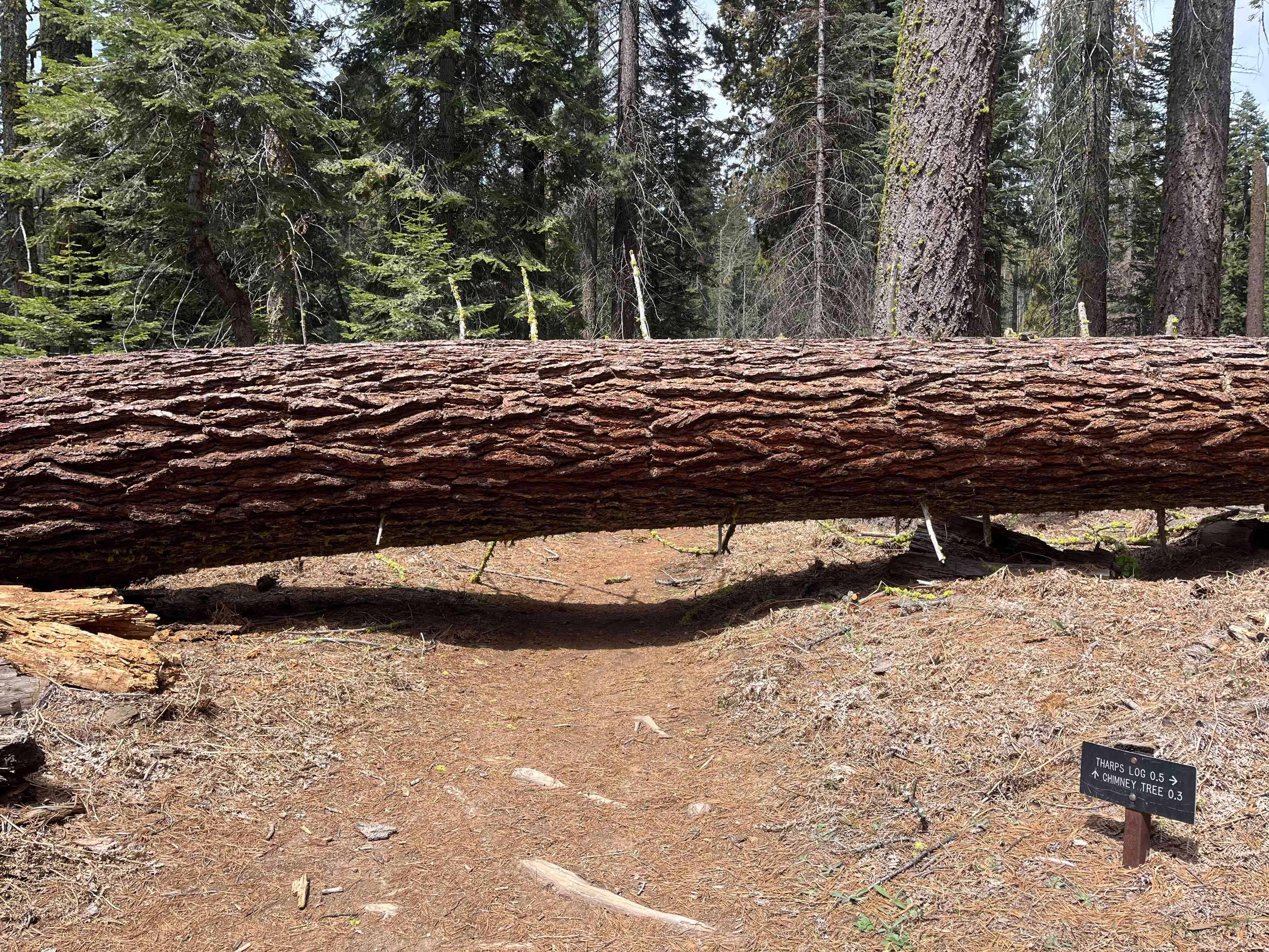 Sequoia