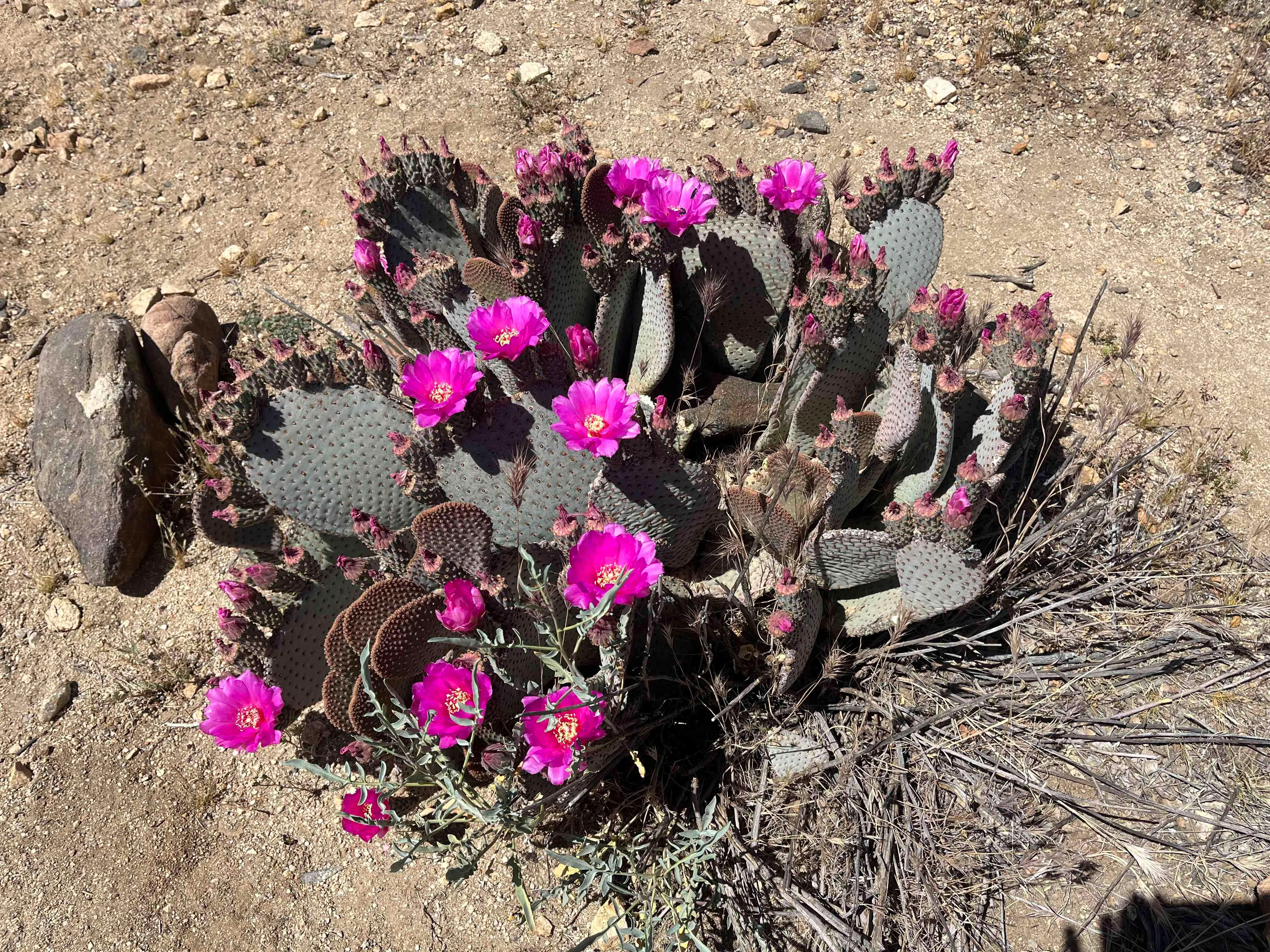 Blumen